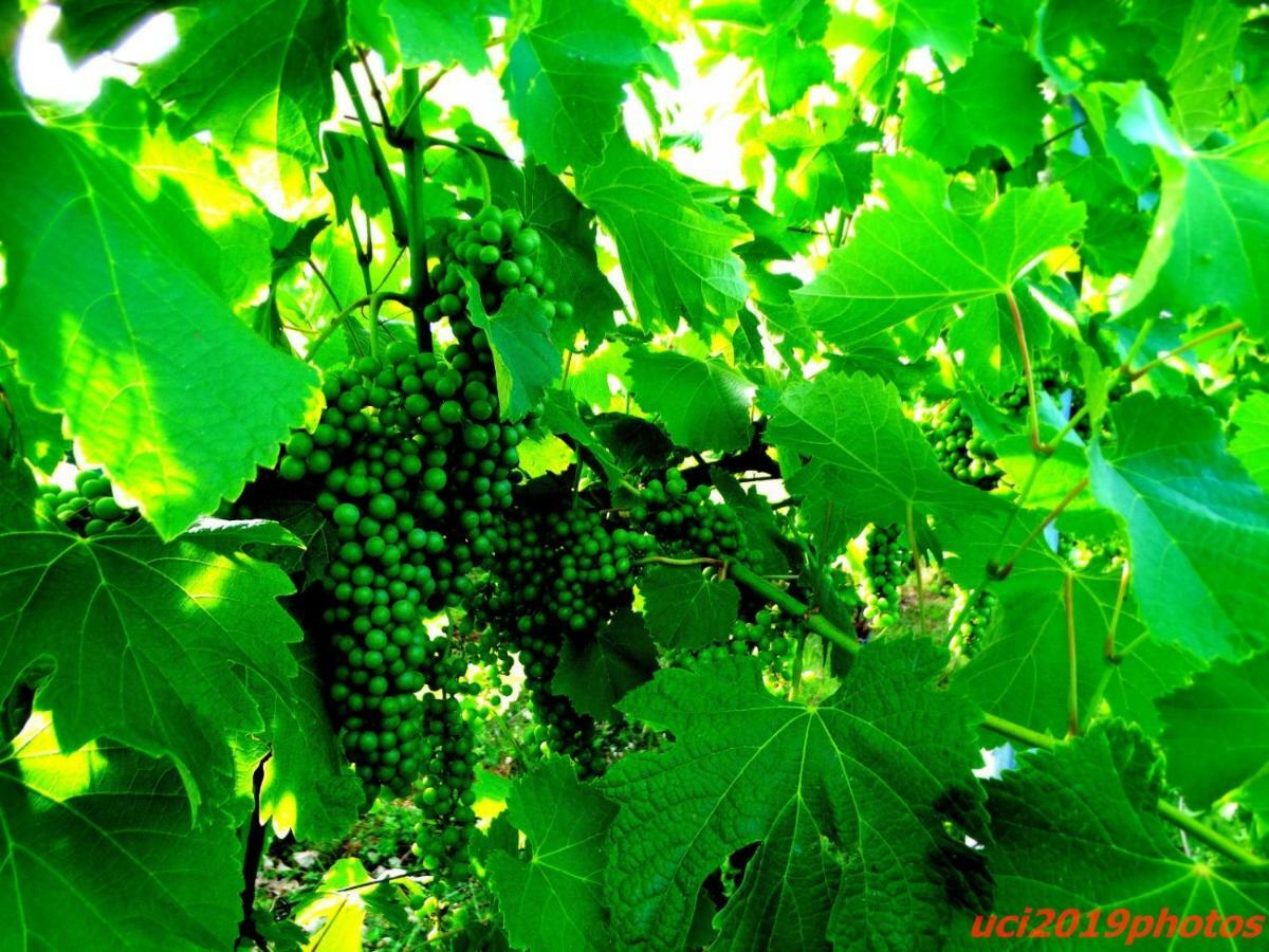 Agriturismo Vitae Fabbrico Eksteriør billede